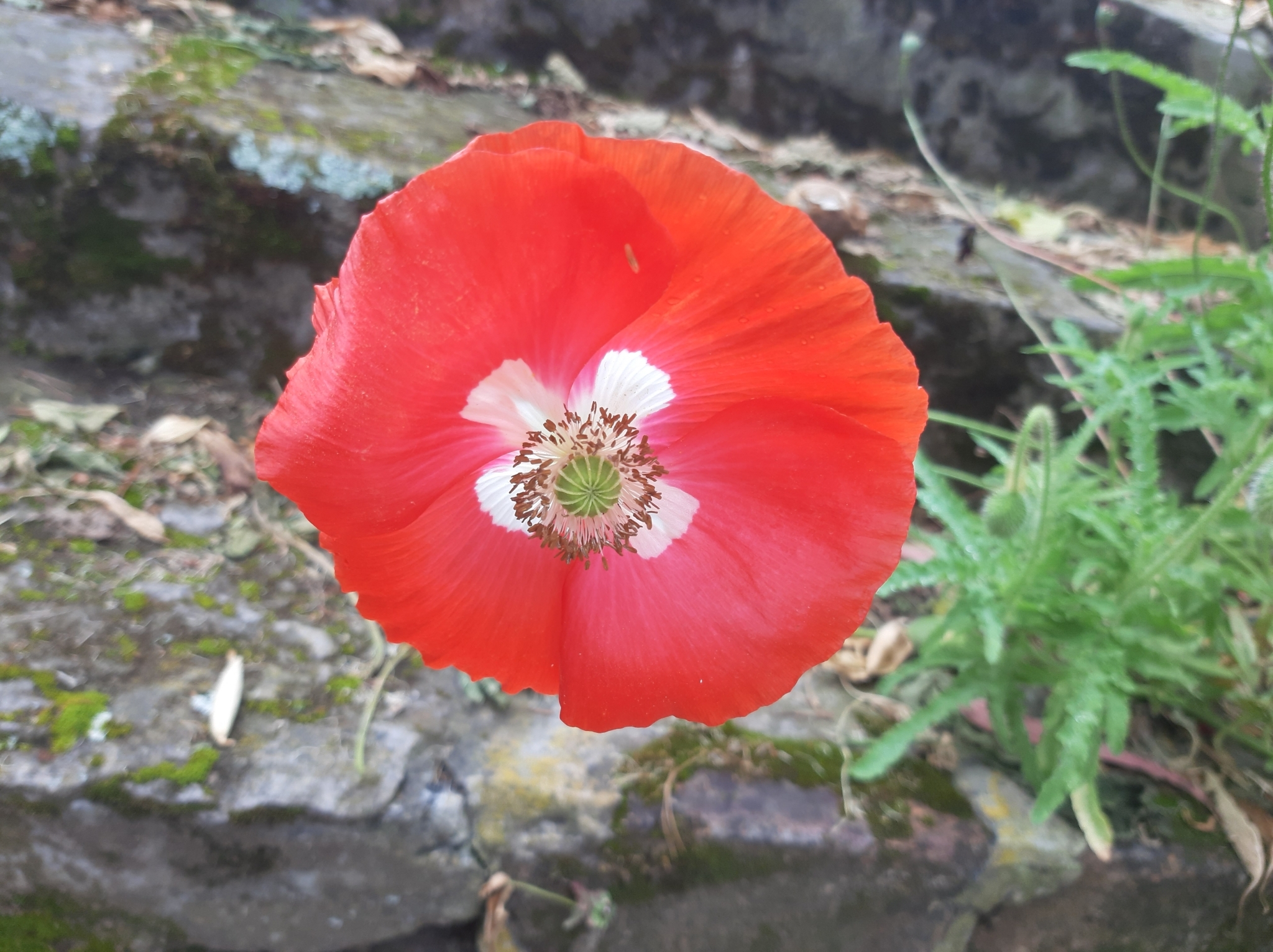Papaveraceae image