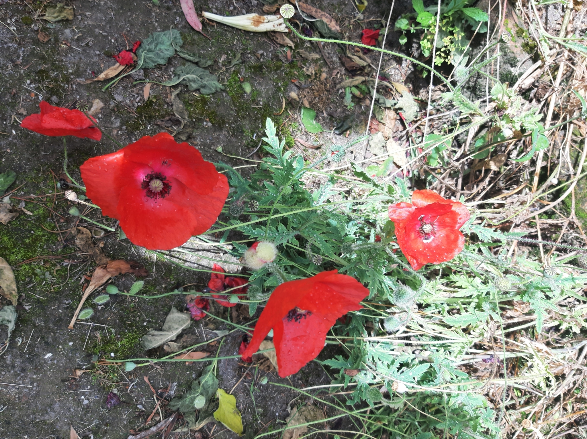 Papaver somniferum image