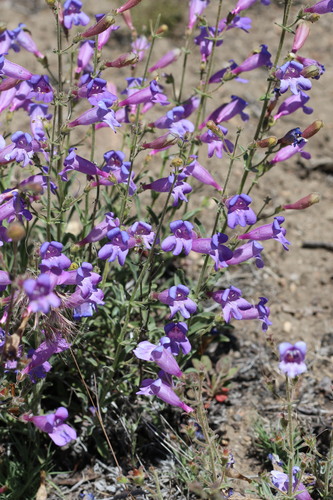 Penstemon laetus