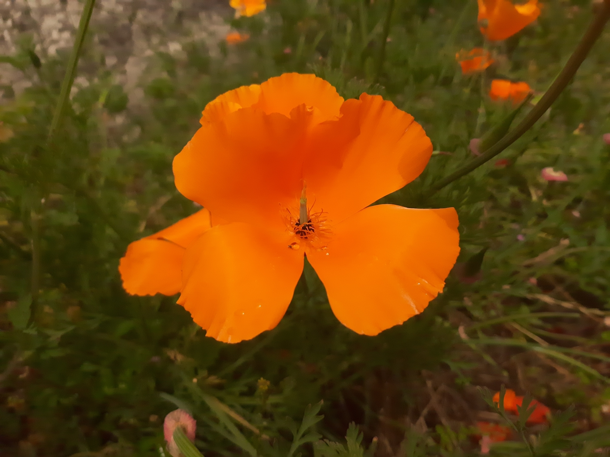 Eschscholzia californica image