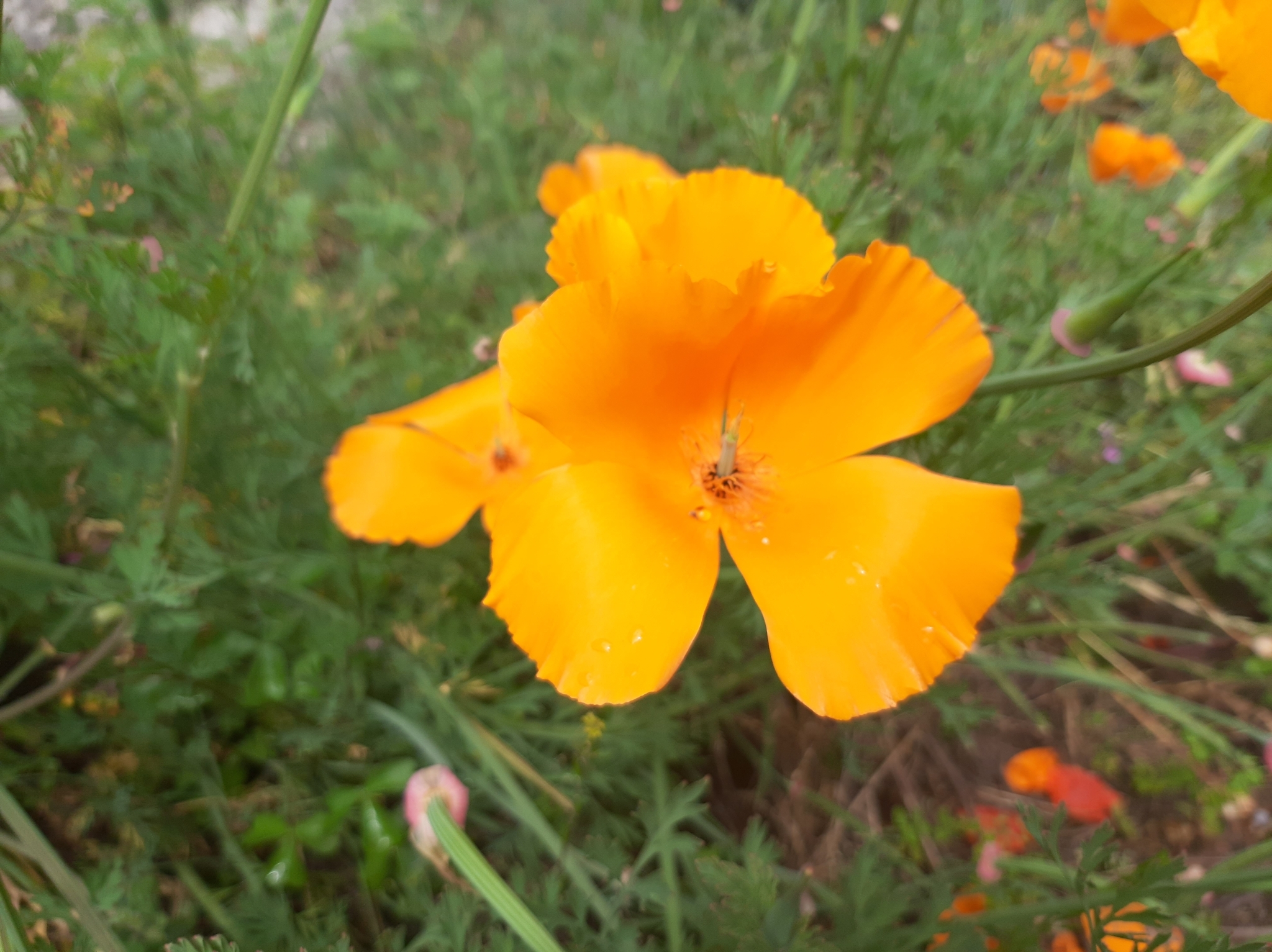 Papaveraceae image