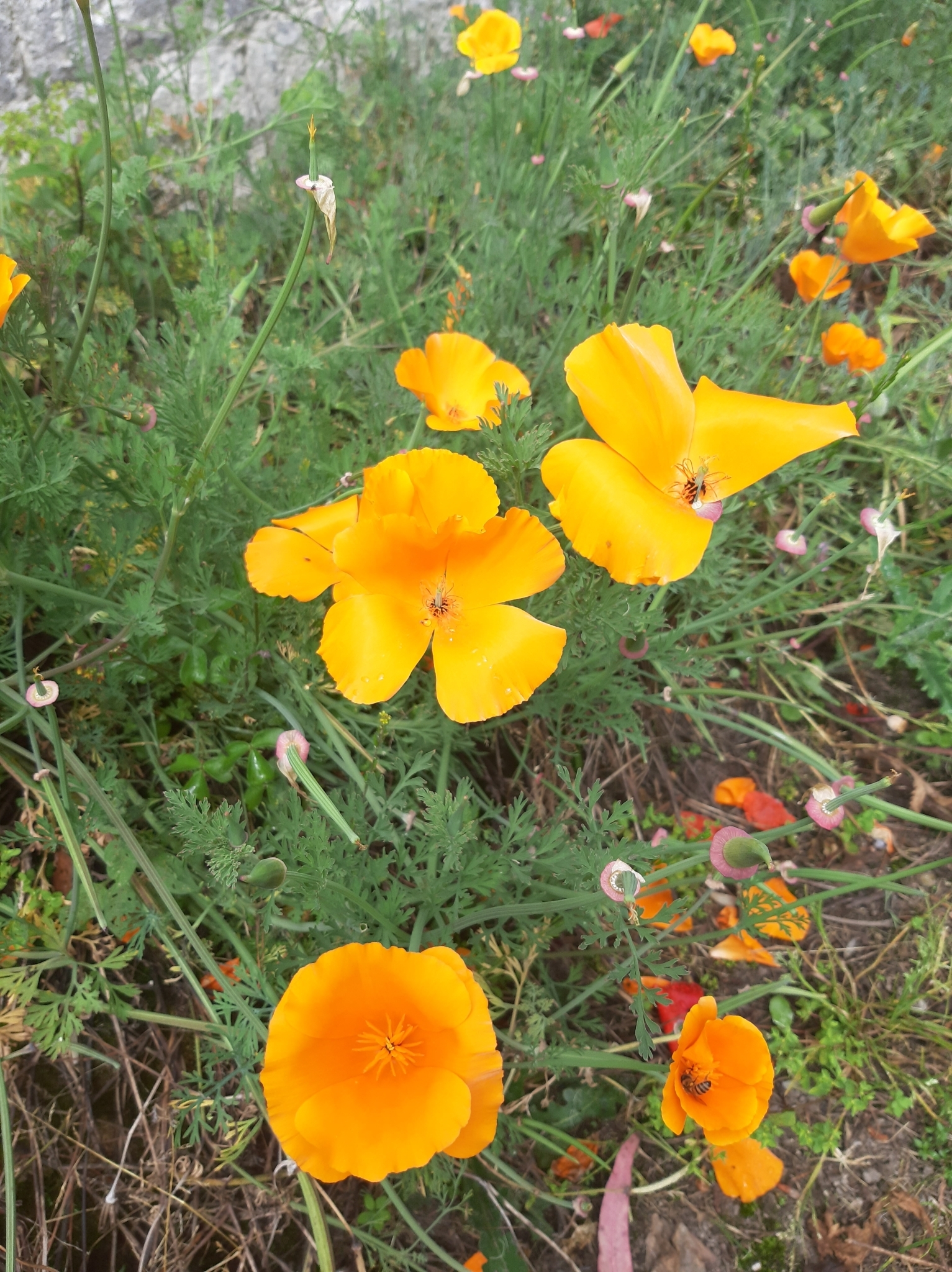 Eschscholzia californica image