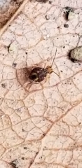 Symphypleona