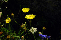 Papaver canescens