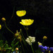 Papaver canescens - Photo (c) Павел Голяков, some rights reserved (CC BY-NC), uploaded by Павел Голяков
