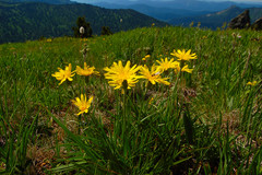 Crepis chrysantha