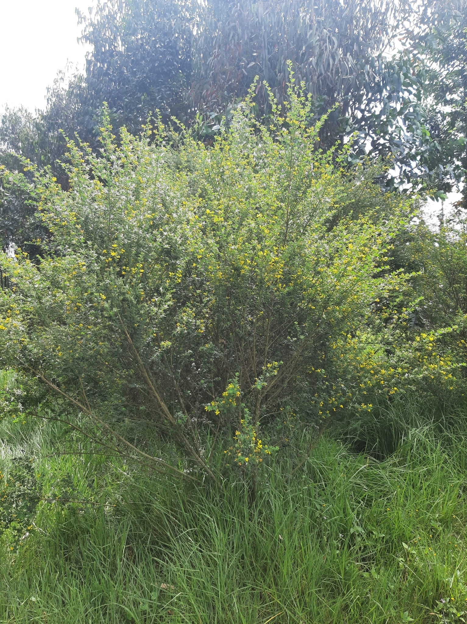 Genista monspessulana image