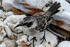 Mimus parvulus bauri