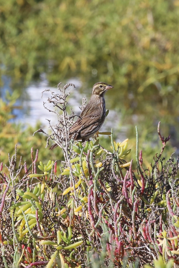 Savannah Sparrow (Large-billed)