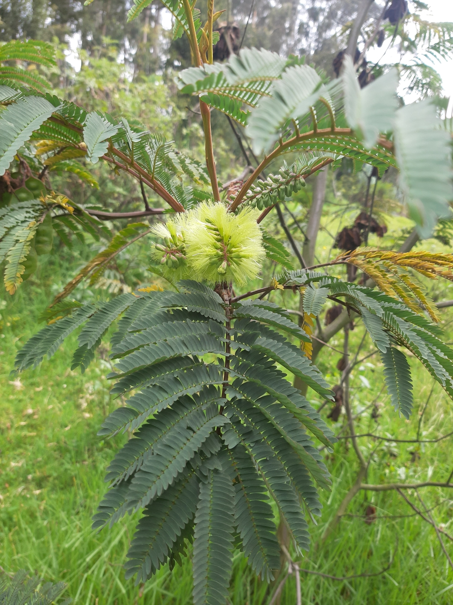 Paraserianthes image