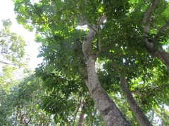 Blighia sapida