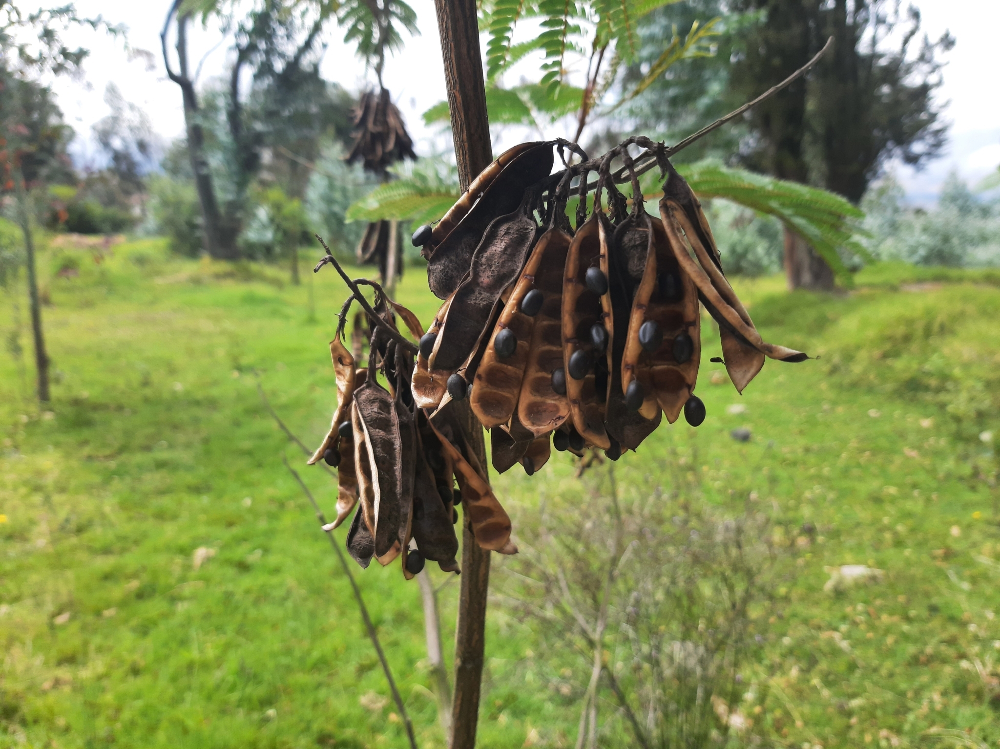 Paraserianthes image