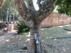 Blighia sapida