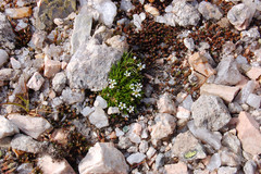 Cherleria biflora