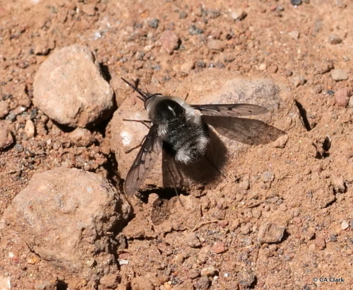 iNaturalist observation photo of Greater Bee Flies