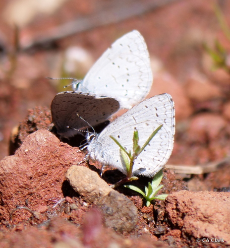 iNaturalist observation photo of Echo Azure