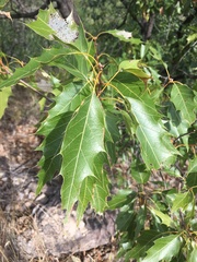 Quercus albocincta