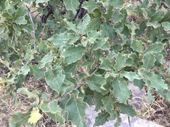 Quercus chihuahuensis