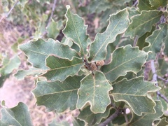 Quercus chihuahuensis
