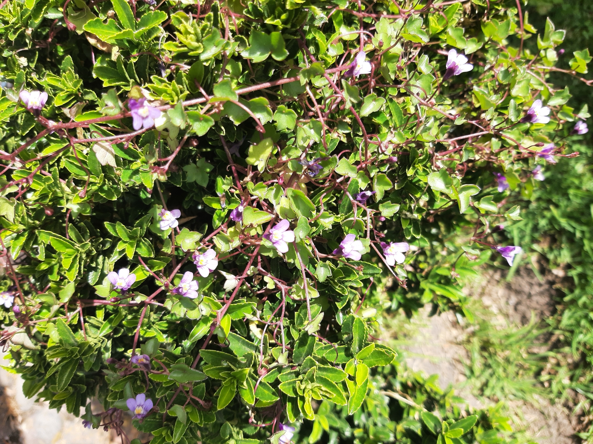 Cymbalaria muralis image