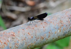 Aristocypha fenestrella
