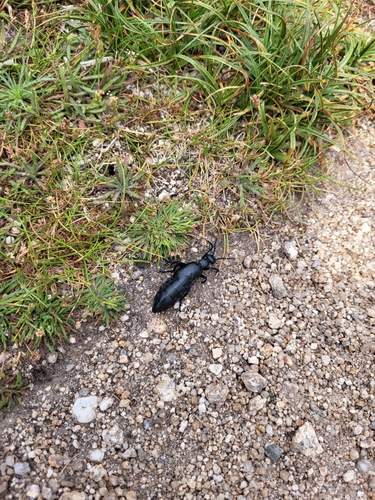 Black oil beetle