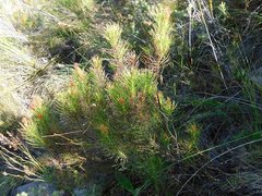 Protea subulifolia