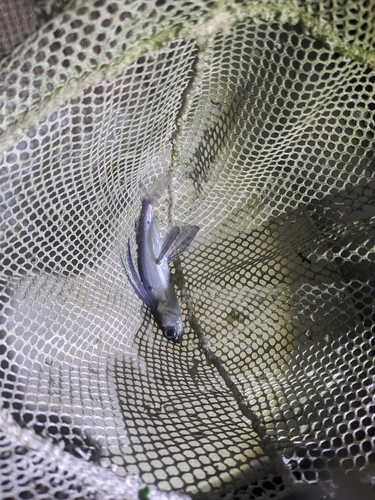 Western bigscale flyingfish (Prognichthys occidentalis) — Exocoetidae — 2