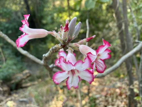 Adenium multiflorum image