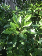 Allophylus decipiens