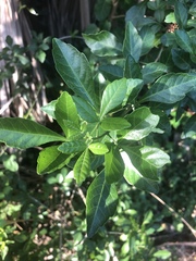 Allophylus decipiens