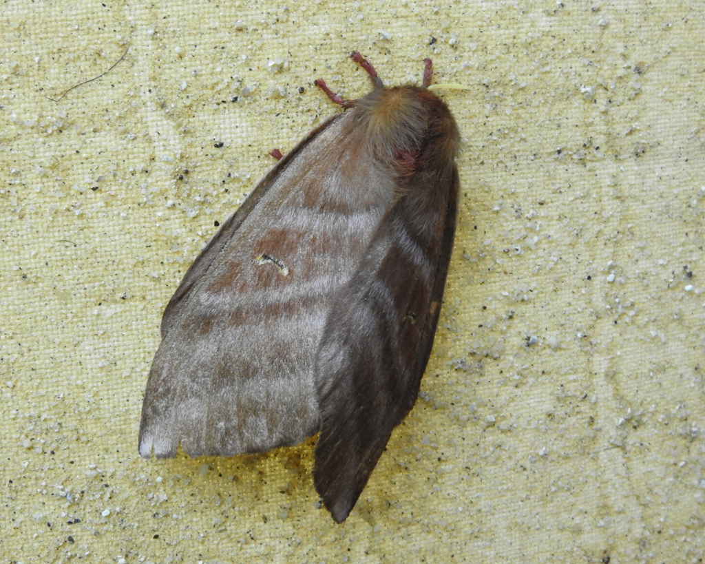 Cerodirphia opis