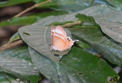 Abisara savitri