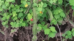 Acanthocereus tetragonus image