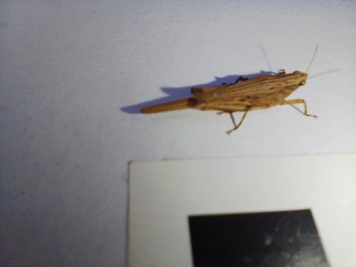 Lophoscirtus gracilis