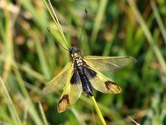 Libelloides longicornis