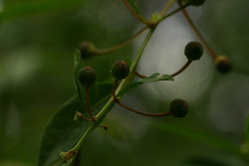 Clutia abyssinica image