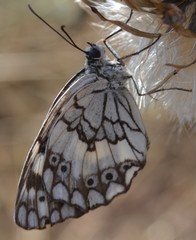 Melanargia larissa