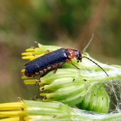 Cantharis flavilabris