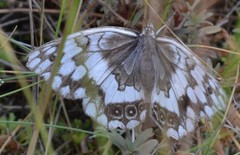 Melanargia larissa
