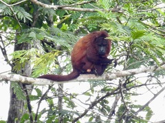 Alouatta macconnelli