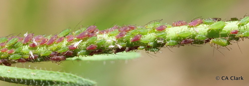 iNaturalist observation photo of Macrosiphini