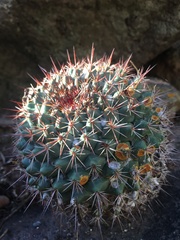 Mammillaria sonorensis