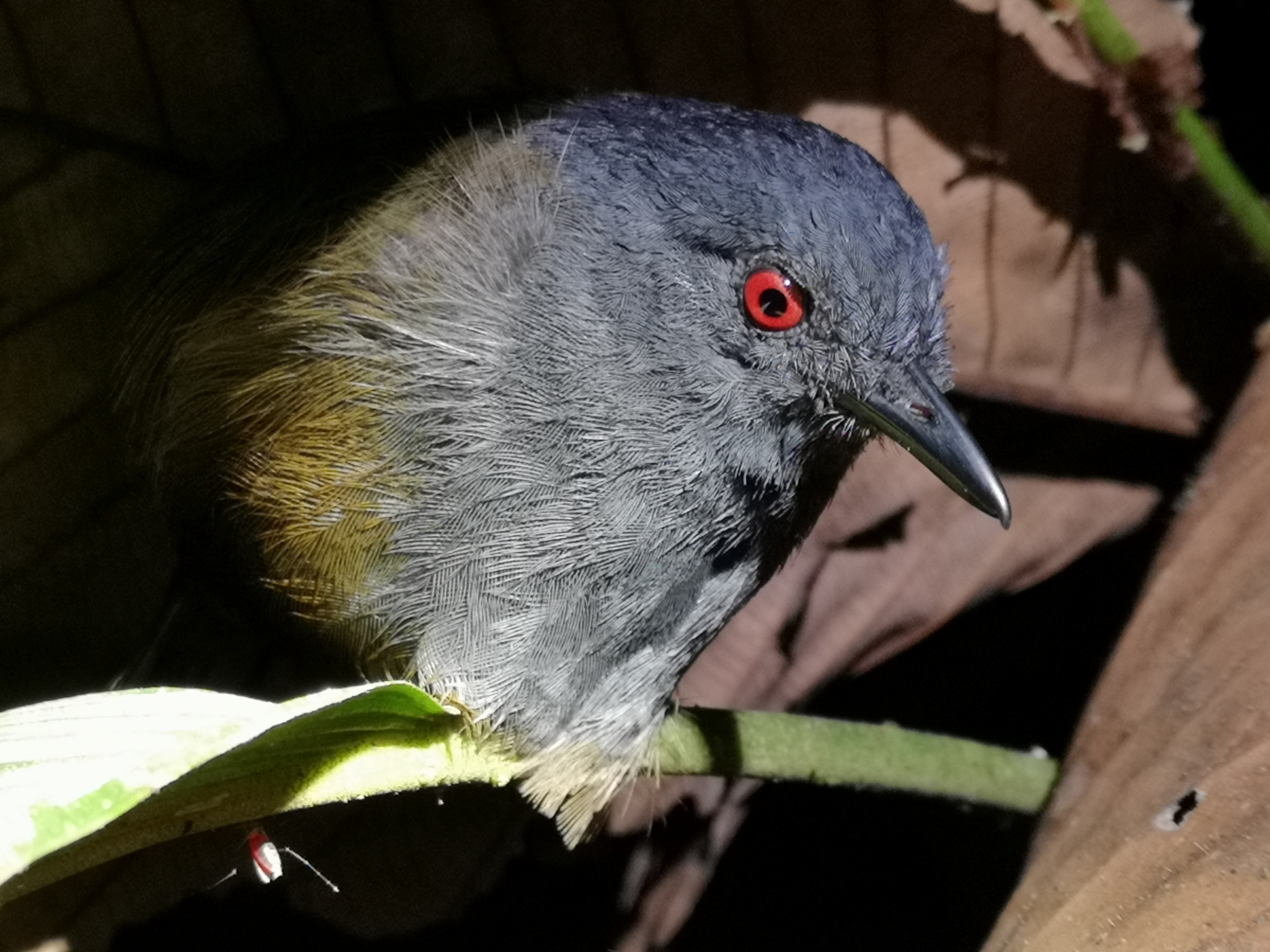 Esmeraldas Antbird illustration