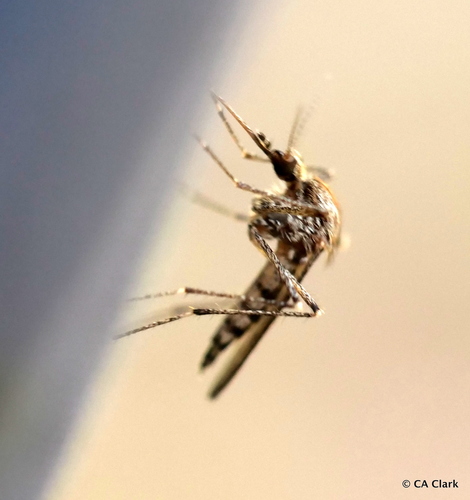 iNaturalist observation photo of Aedes