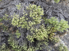 Dolichothrix ericoides