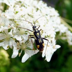 Grypocoris stysi