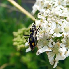Grypocoris stysi