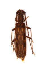 Trichopsathyrus modestus