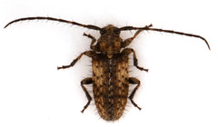 Exocentrus variegatus